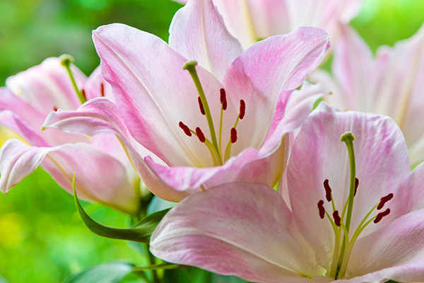 Milk & Honey Ministries - Lilies - Jeremiah 29:11