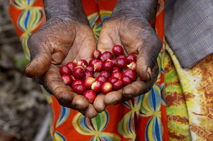 Teaser_coffee-cherries-hands-small
