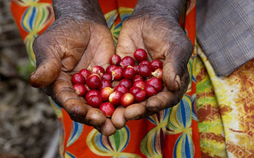Thumb_coffee-cherries-hands-small