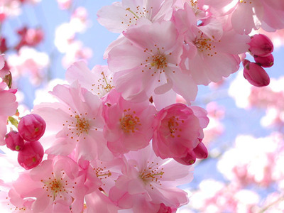 Teaser_angel-blossom-pink-flowers-1