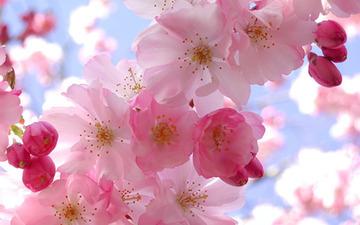 Thumb_angel-blossom-pink-flowers-1