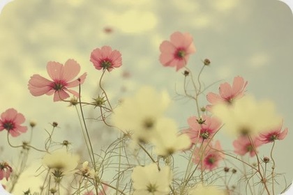 Teaser_f_flowers_cream_pink_field_flower