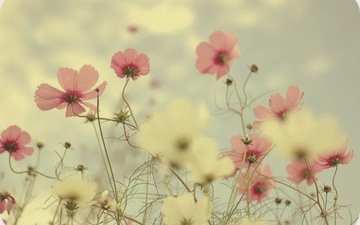 Thumb_f_flowers_cream_pink_field_flower