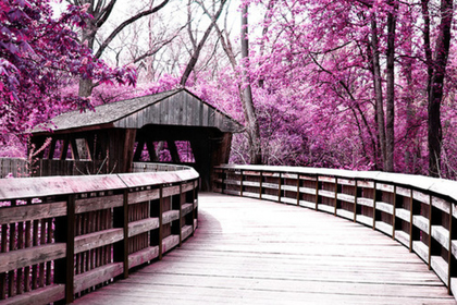 Teaser_bridge-nature-pink-trees-wood-favim-1.com-84033