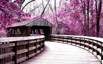 Thumb_bridge-nature-pink-trees-wood-favim-1.com-84033
