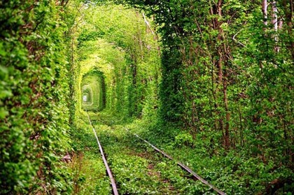 Teaser_the-tunnel-of-trees