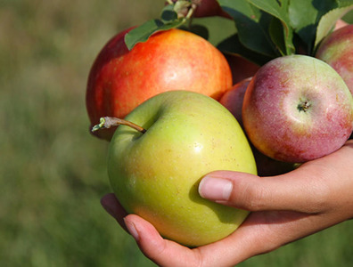 Teaser_apple_butter_bars_apples_in_hands