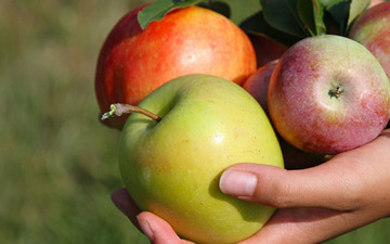 Thumb_apple_butter_bars_apples_in_hands