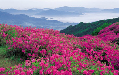 Teaser_flowers_mountains_pink_slope_15209_1920x1200
