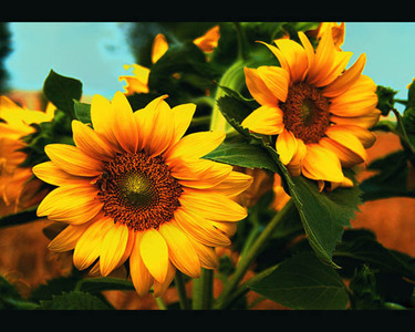 Teaser_sun